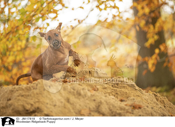 Rhodesian Ridgeback Welpe / Rhodesian Ridgeback Puppy / JM-17818