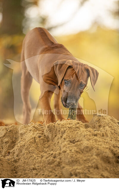 Rhodesian Ridgeback Puppy / JM-17825