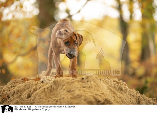 Rhodesian Ridgeback Welpe / Rhodesian Ridgeback Puppy / JM-17828