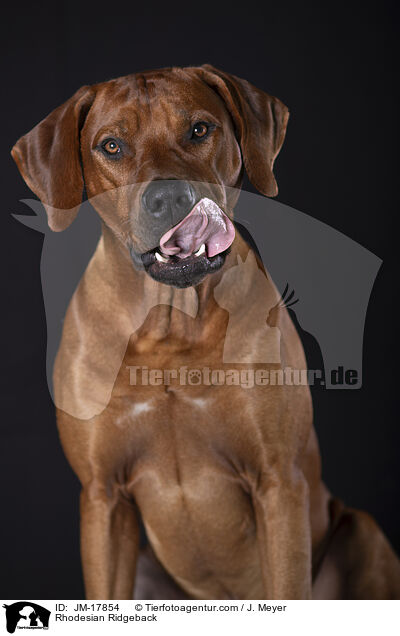 Rhodesian Ridgeback / Rhodesian Ridgeback / JM-17854