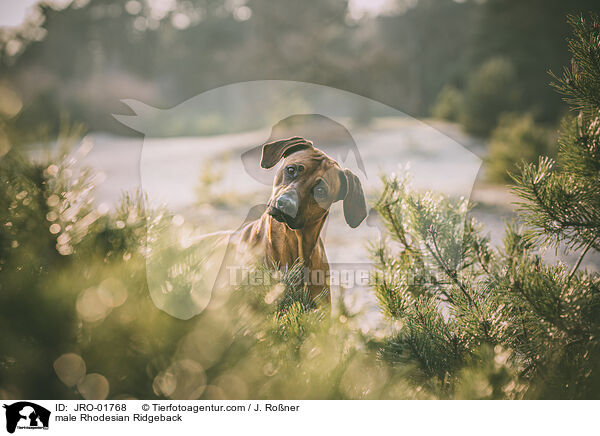 Rhodesian Ridgeback Rde / male Rhodesian Ridgeback / JRO-01768
