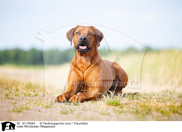 Rhodesian Ridgeback Rde / male Rhodesian Ridgeback / IF-15684