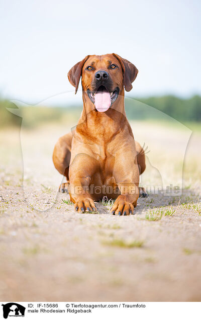 Rhodesian Ridgeback Rde / male Rhodesian Ridgeback / IF-15686