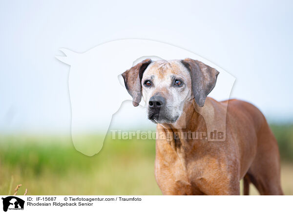 Rhodesian Ridgeback Senior / Rhodesian Ridgeback Senior / IF-15687