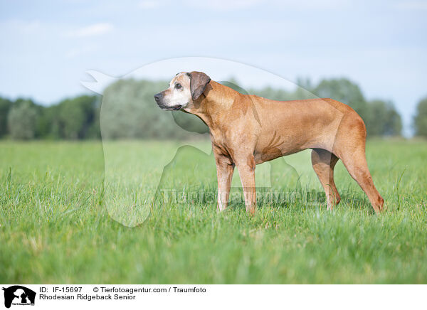 Rhodesian Ridgeback Senior / Rhodesian Ridgeback Senior / IF-15697