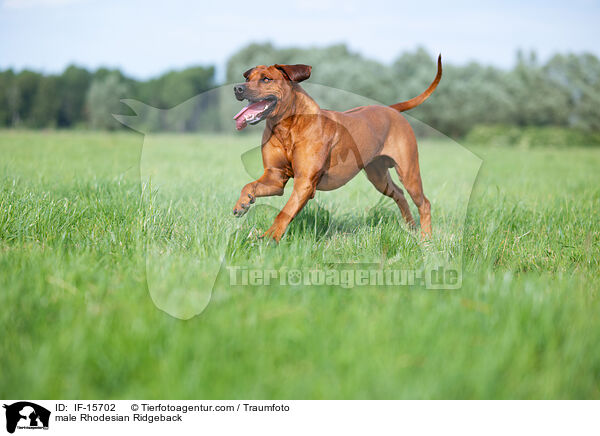 Rhodesian Ridgeback Rde / male Rhodesian Ridgeback / IF-15702