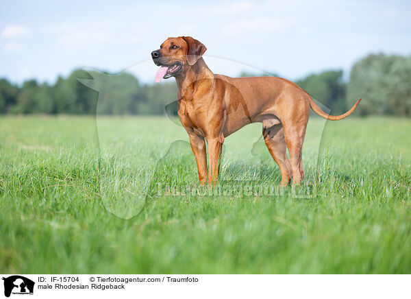 Rhodesian Ridgeback Rde / male Rhodesian Ridgeback / IF-15704