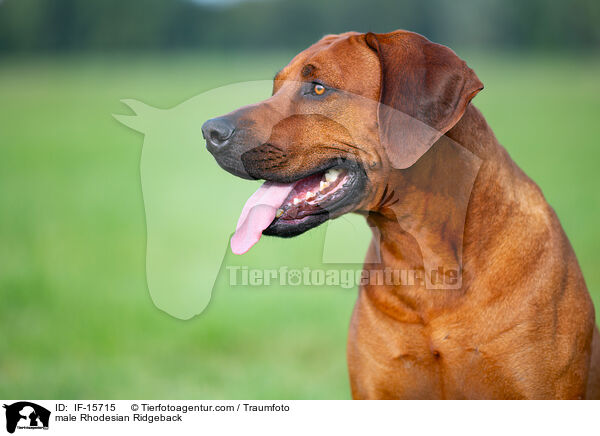 Rhodesian Ridgeback Rde / male Rhodesian Ridgeback / IF-15715