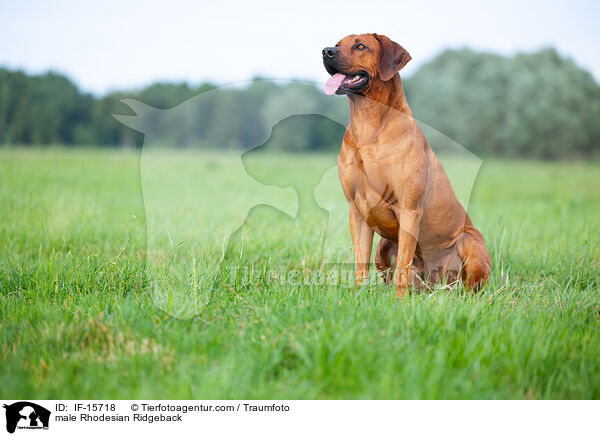 Rhodesian Ridgeback Rde / male Rhodesian Ridgeback / IF-15718