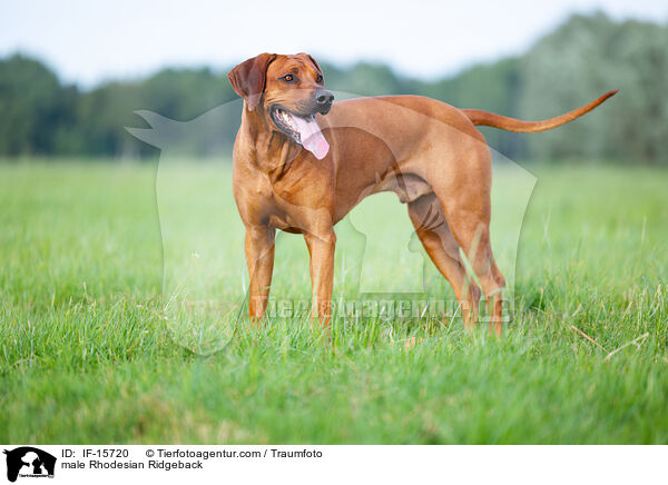 male Rhodesian Ridgeback / IF-15720