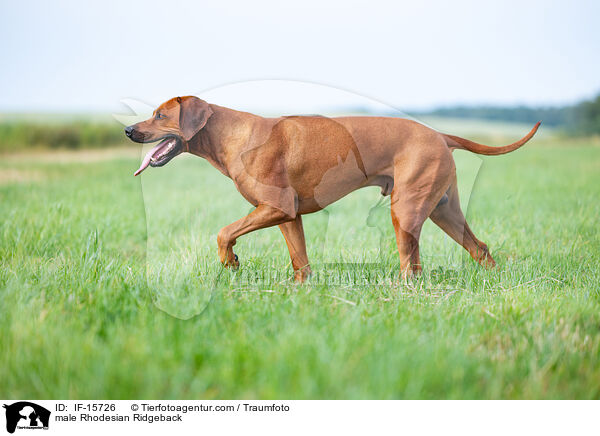 male Rhodesian Ridgeback / IF-15726