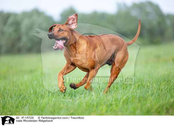 male Rhodesian Ridgeback / IF-15729