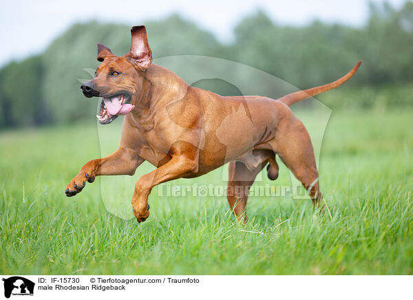 male Rhodesian Ridgeback / IF-15730