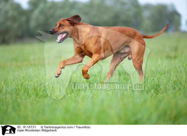 male Rhodesian Ridgeback / IF-15731