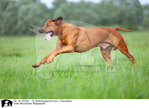 Rhodesian Ridgeback Rde / male Rhodesian Ridgeback / IF-15732
