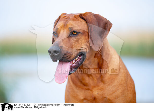 Rhodesian Ridgeback Rde / male Rhodesian Ridgeback / IF-15742