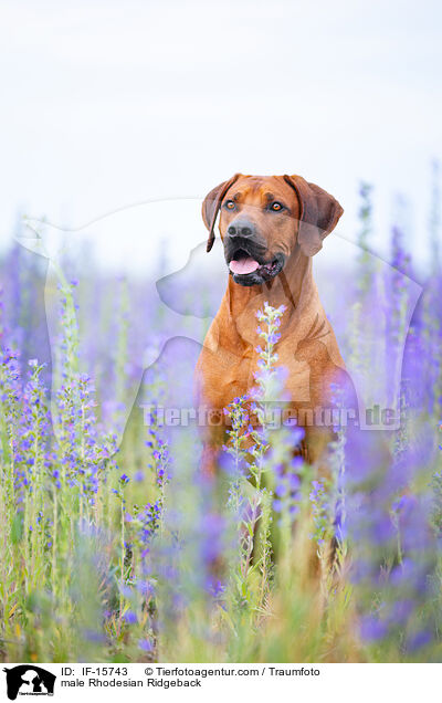 Rhodesian Ridgeback Rde / male Rhodesian Ridgeback / IF-15743