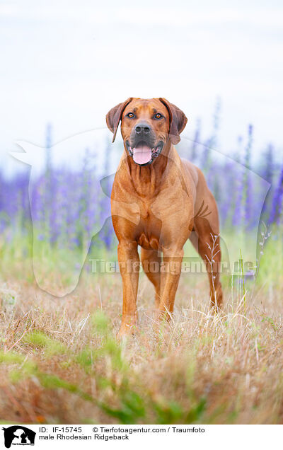 male Rhodesian Ridgeback / IF-15745