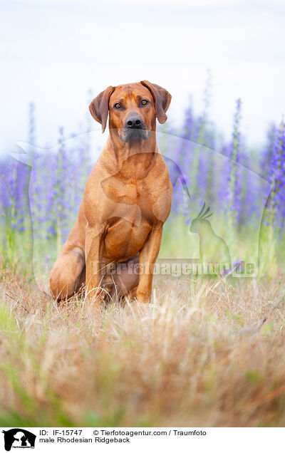 male Rhodesian Ridgeback / IF-15747