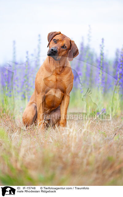 male Rhodesian Ridgeback / IF-15748