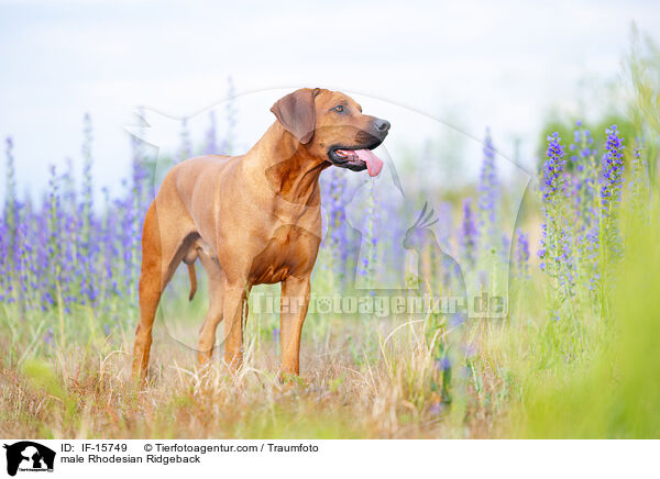 male Rhodesian Ridgeback / IF-15749