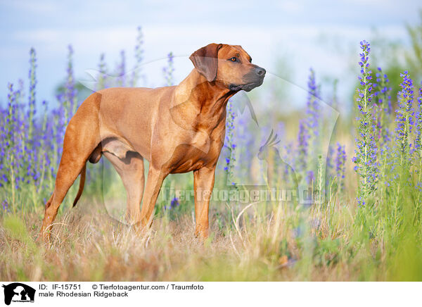male Rhodesian Ridgeback / IF-15751