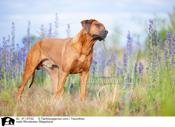 male Rhodesian Ridgeback / IF-15752