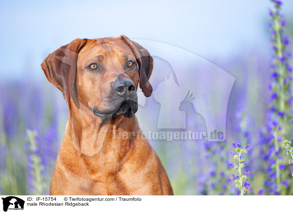Rhodesian Ridgeback Rde / male Rhodesian Ridgeback / IF-15754