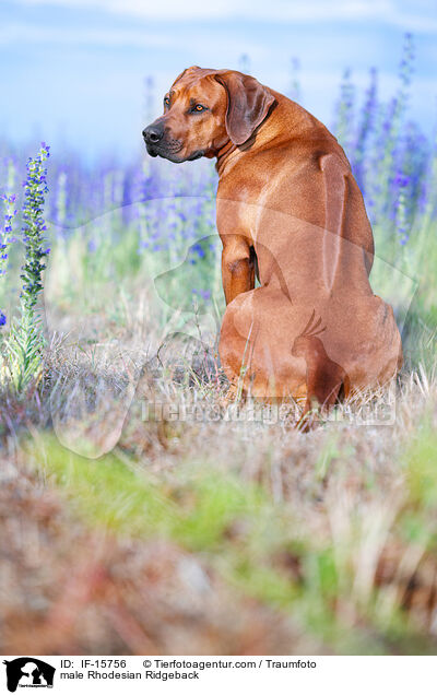 male Rhodesian Ridgeback / IF-15756