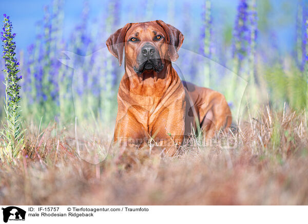 male Rhodesian Ridgeback / IF-15757