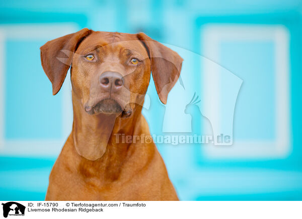 Livernose Rhodesian Ridgeback Hndin / Livernose Rhodesian Ridgeback / IF-15790