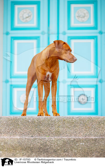 Livernose Rhodesian Ridgeback Hndin / Livernose Rhodesian Ridgeback / IF-15793