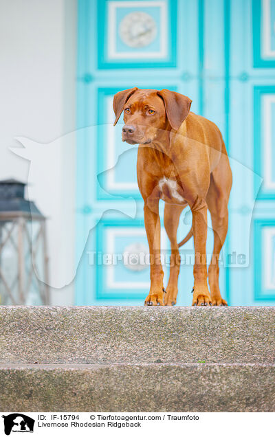 Livernose Rhodesian Ridgeback Hndin / Livernose Rhodesian Ridgeback / IF-15794