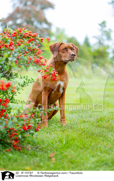 Livernose Rhodesian Ridgeback Hndin / Livernose Rhodesian Ridgeback / IF-15797