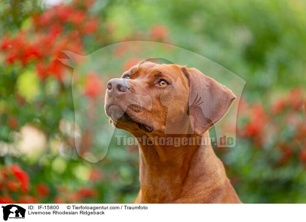 Livernose Rhodesian Ridgeback / IF-15800