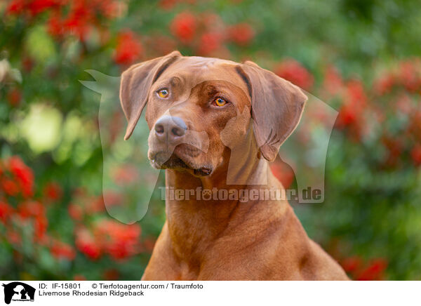 Livernose Rhodesian Ridgeback / IF-15801