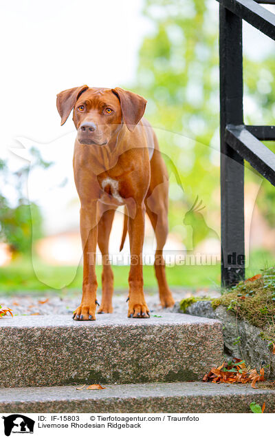 Livernose Rhodesian Ridgeback Hndin / Livernose Rhodesian Ridgeback / IF-15803