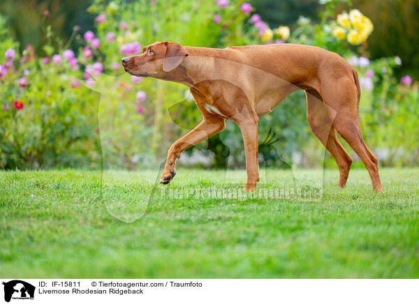 Livernose Rhodesian Ridgeback / IF-15811