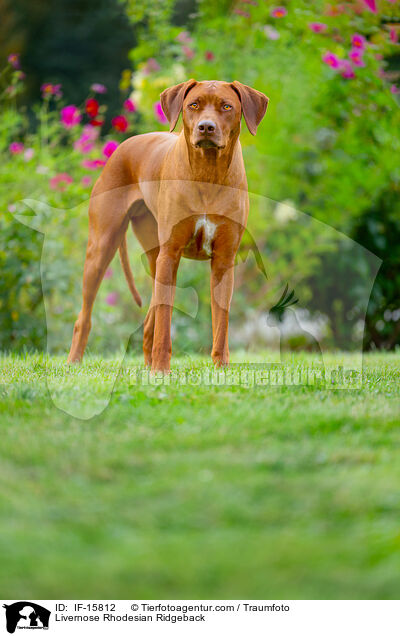 Livernose Rhodesian Ridgeback / IF-15812