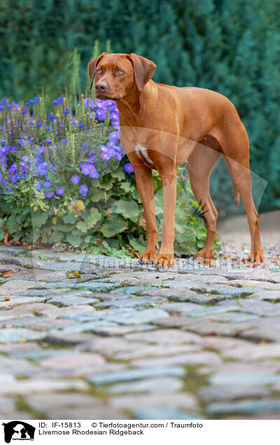 Livernose Rhodesian Ridgeback / IF-15813