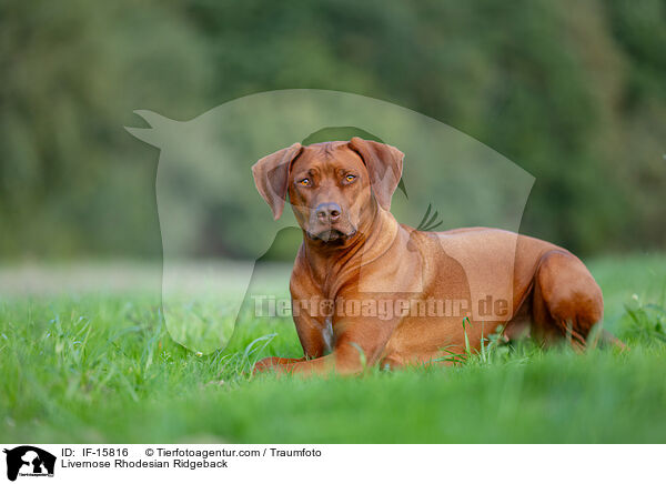 Livernose Rhodesian Ridgeback / IF-15816