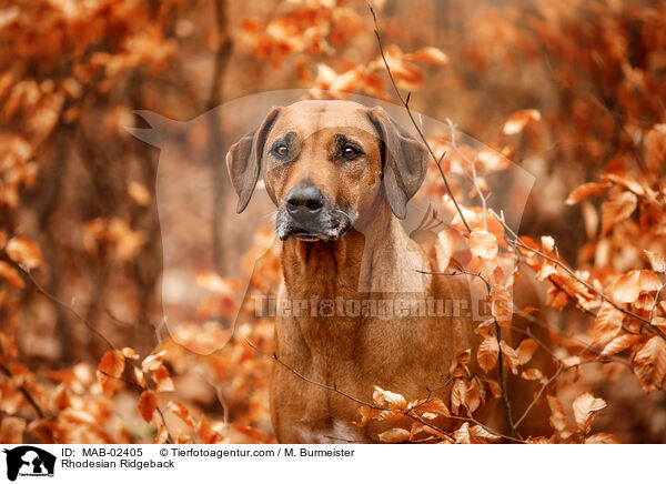 Rhodesian Ridgeback / Rhodesian Ridgeback / MAB-02405