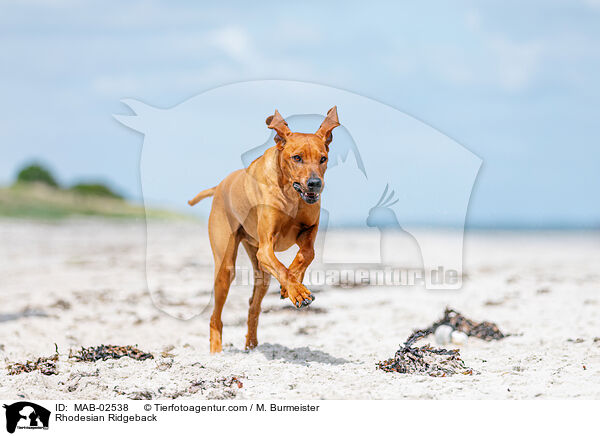 Rhodesian Ridgeback / Rhodesian Ridgeback / MAB-02538
