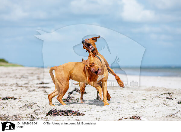 dogs / MAB-02541