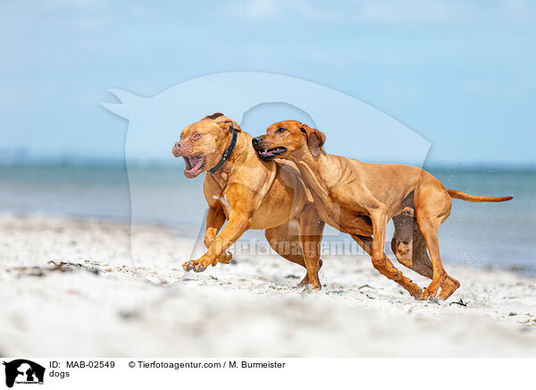 Hunde / dogs / MAB-02549