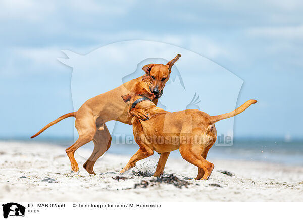 Hunde / dogs / MAB-02550