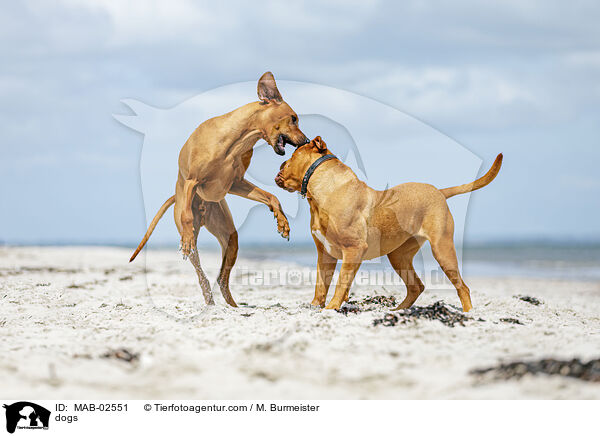 Hunde / dogs / MAB-02551