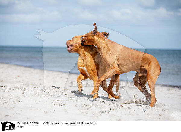 dogs / MAB-02578