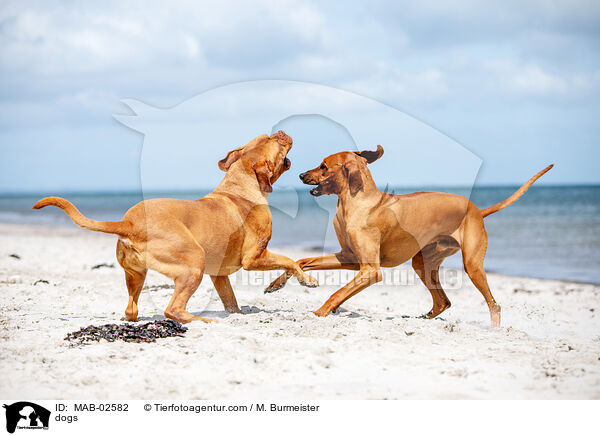 Hunde / dogs / MAB-02582