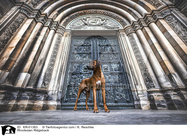 Rhodesian Ridgeback / Rhodesian Ridgeback / KR-01383